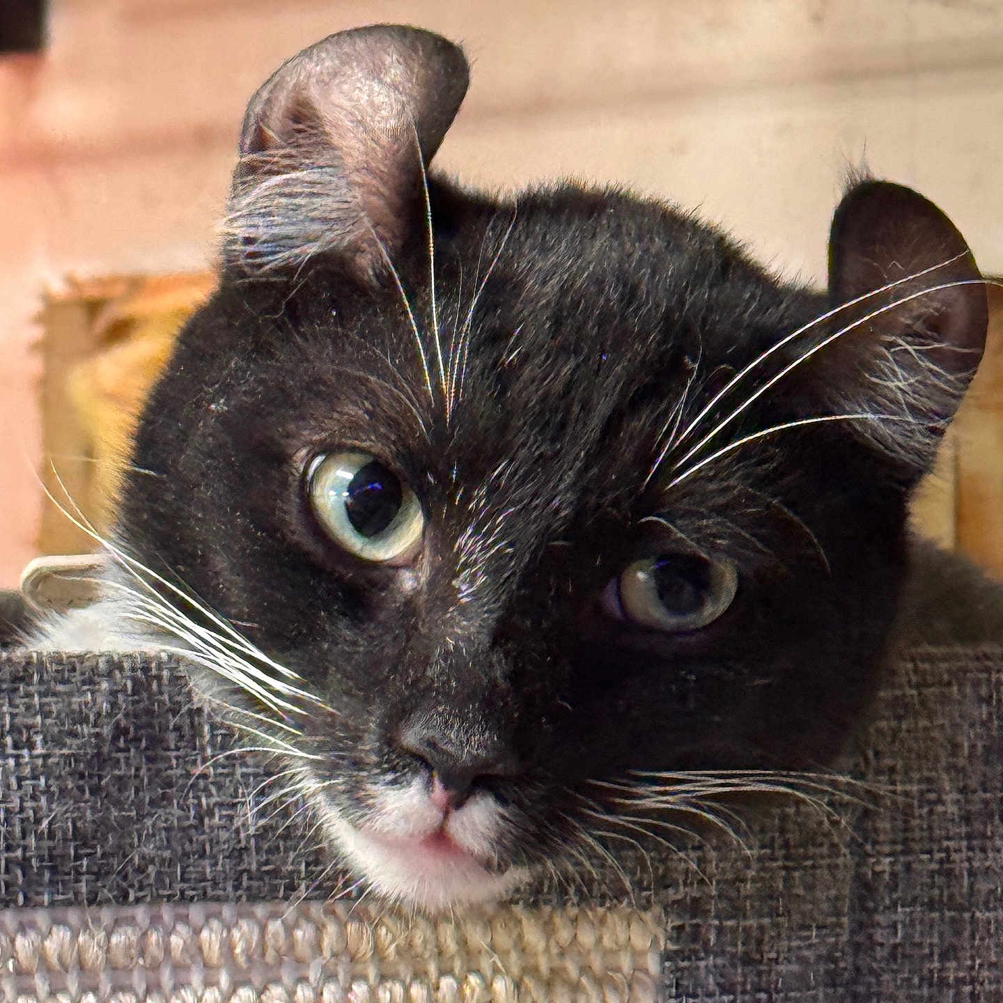 Mouse joined the competition — help win amazing prizes! animal, black_cat, cat, close_up, curious, cute, domestic_animal, ear, fabric, face, feline, green_eyes, indoor, looking, mammal, pet, portrait, texture, whiskers, white_whiskers