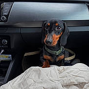 Dartagnan participe au concours pour gagner de l'argent avec cette photo : dachshund, dog, pet, car_interior, dashboard, blanket, seat, black_and_tan, collar, animal, canine, cute, small_dog, indoor, leather, modern, vehicle, attention, floppy_ears, curious
