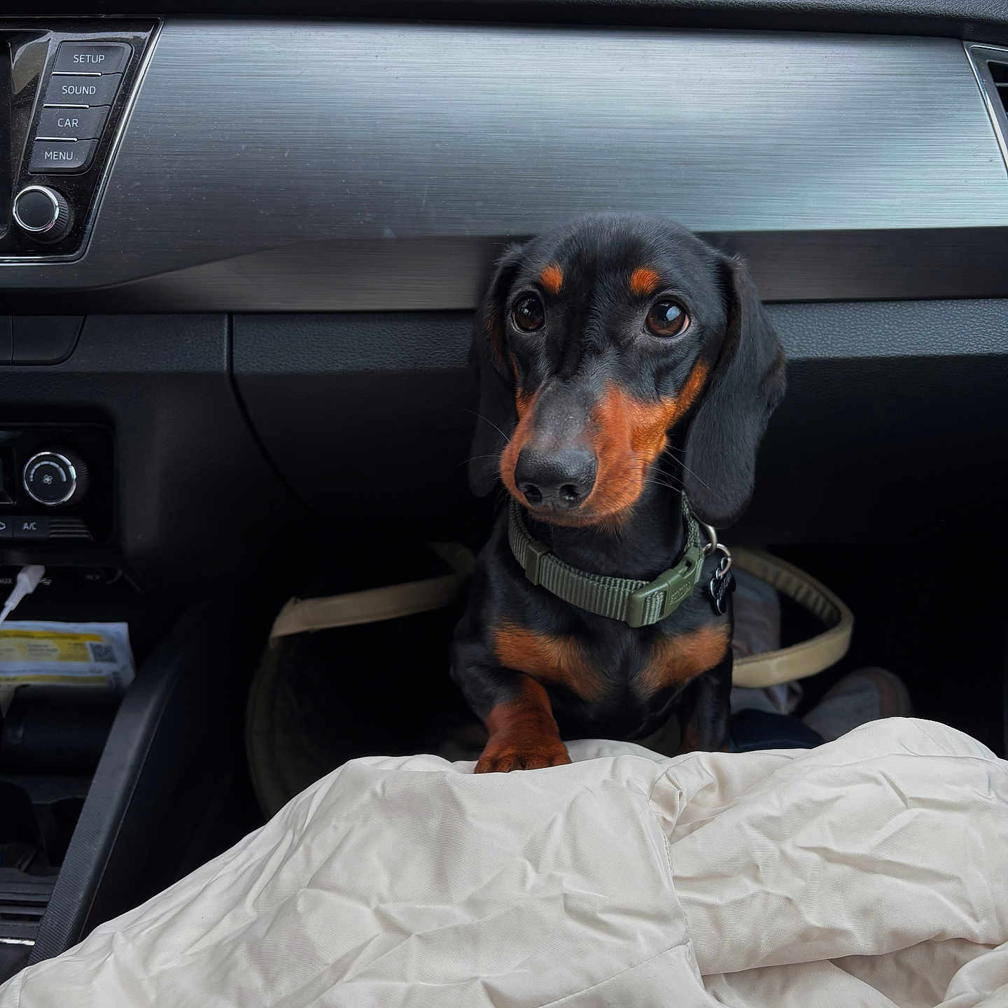 Dartagnan participe au concours pour gagner de l'argent avec cette photo : dachshund, dog, pet, car_interior, dashboard, blanket, seat, black_and_tan, collar, animal, canine, cute, small_dog, indoor, leather, modern, vehicle, attention, floppy_ears, curious