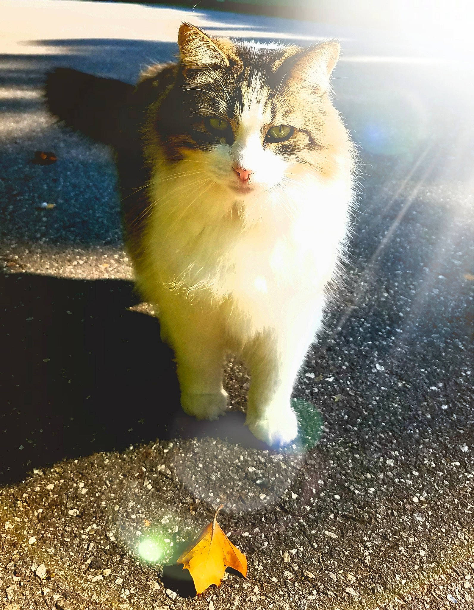 Fluff is registered to the contest to win money with this photo: aegean_cat, carnivore, cat, domestic_long_haired_cat, domestic_short_haired_cat, european_shorthair, felidae, kitten, norwegian_forest_cat, polydactyl_cat, sky, small_to_medium_sized_cats, sunlight, tail, whiskers