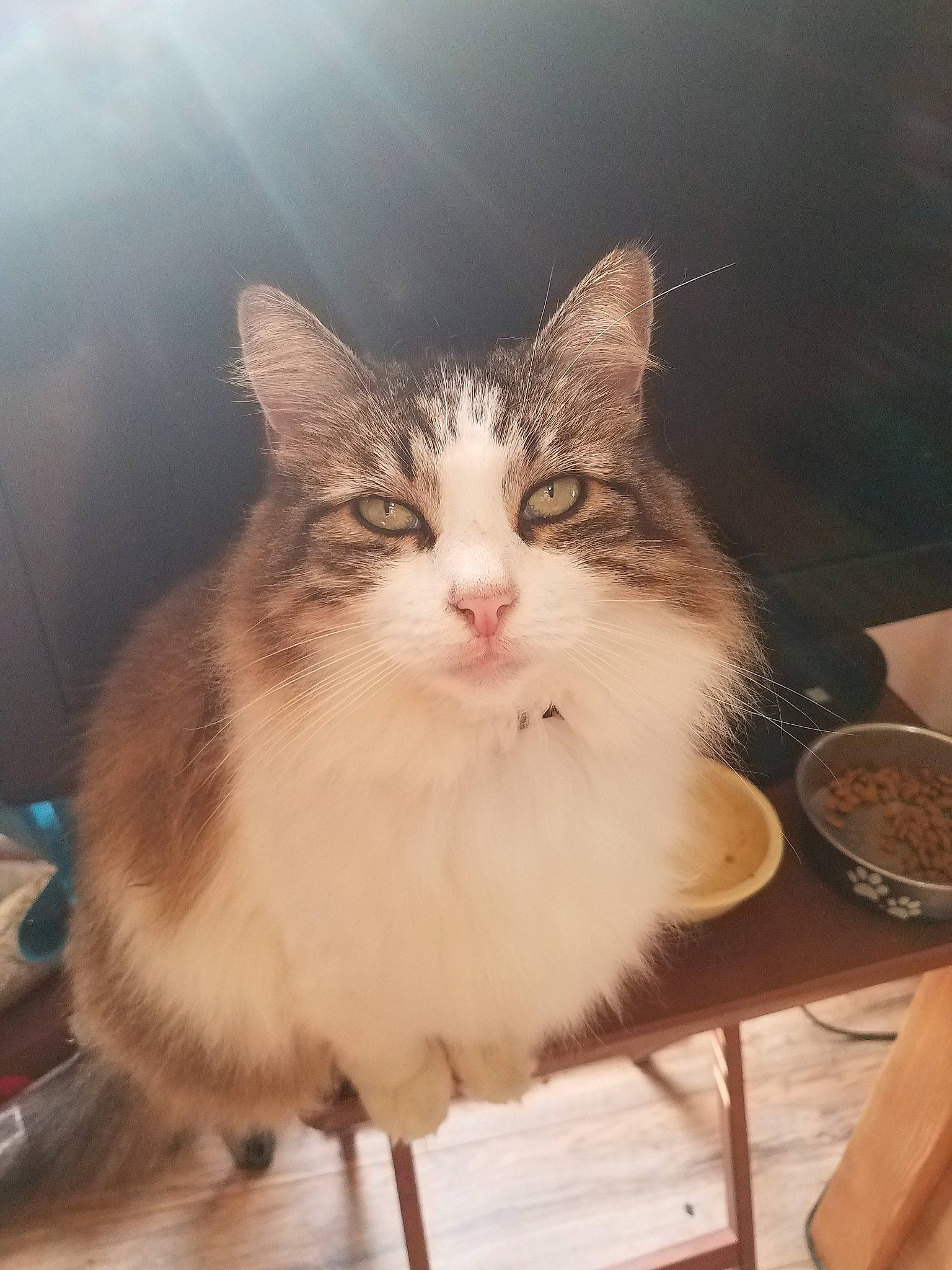 Fluff is registered to the contest to win money with this photo: aegean_cat, carnivore, cat, domestic_long_haired_cat, domestic_short_haired_cat, european_shorthair, eye, fawn, felidae, kitten, maine_coon, mammal, norwegian_forest_cat, sky, small_to_medium_sized_cats, whiskers