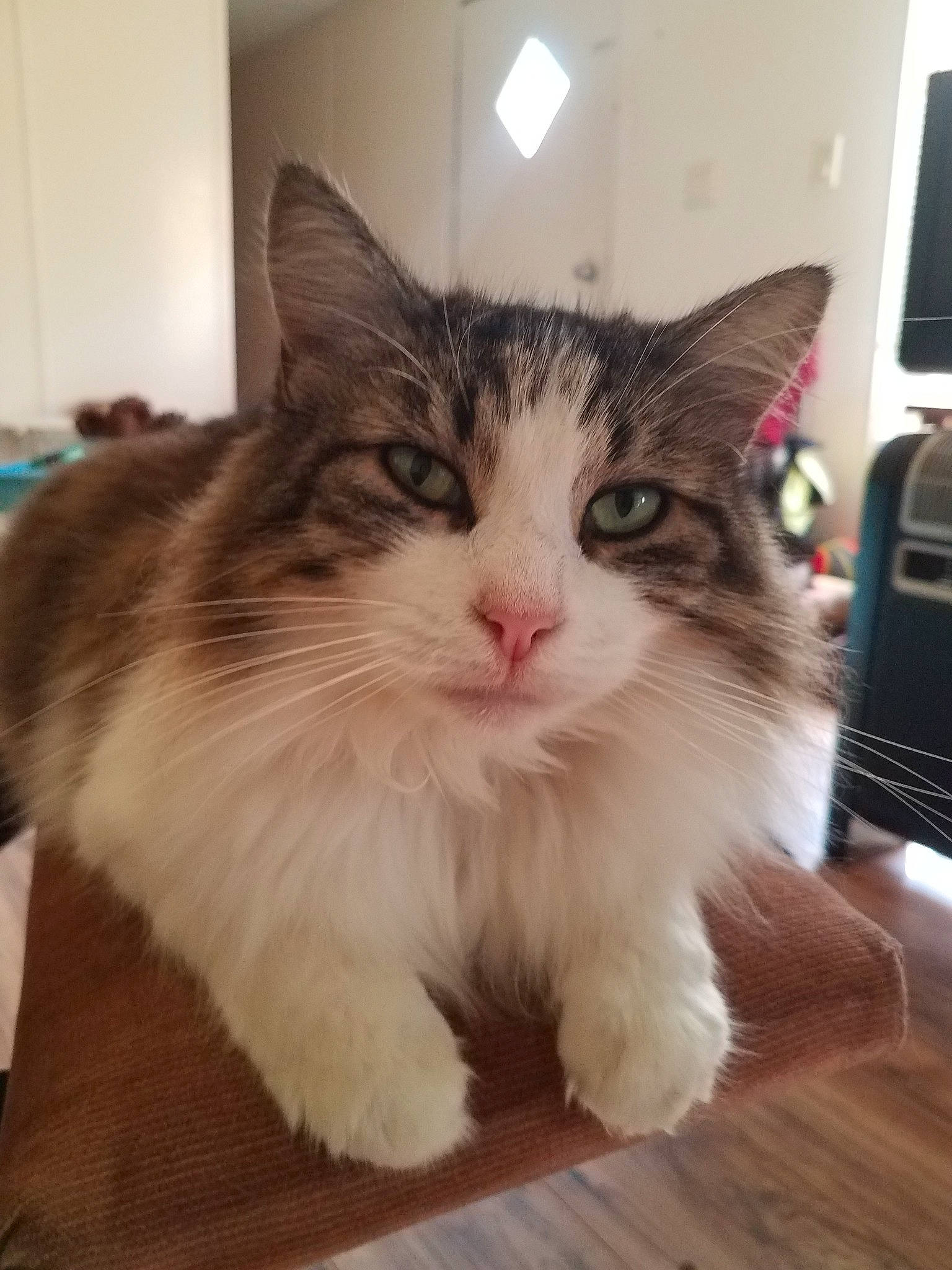 Fluff joined the competition — help win amazing prizes! aegean_cat, carnivore, cat, cymric, domestic_long_haired_cat, ear, european_shorthair, fawn, felidae, fur, kitten, maine_coon, mammal, norwegian_forest_cat, polydactyl_cat, ragamuffin, small_to_medium_sized_cats, vertebrate, whiskers