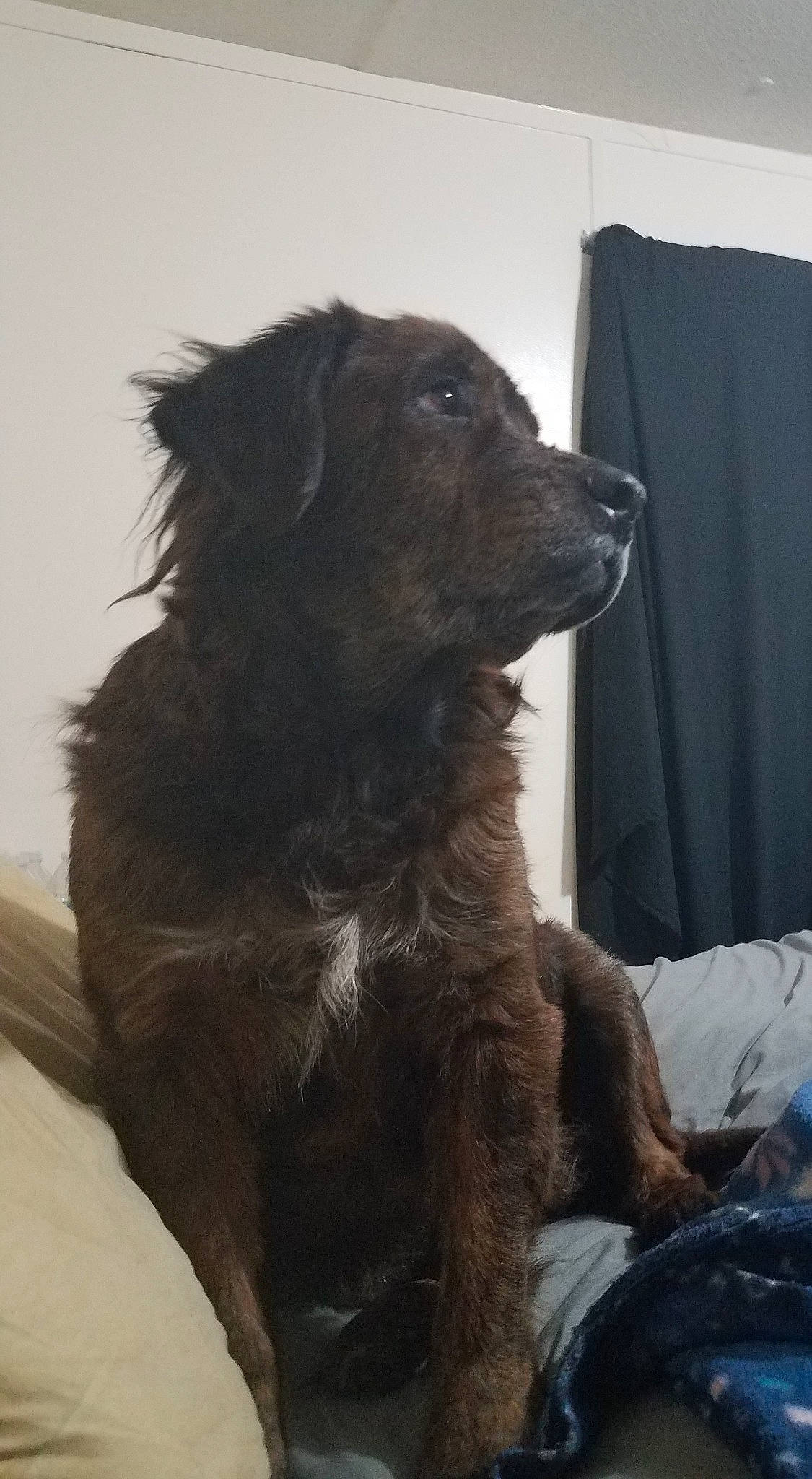 Ryker is registered to the contest to win money with this photo: boykin_spaniel, canidae, carnivore, dog, dog_breed, flat_coated_retriever, hovawart, puppy, retriever, snout, sporting_group