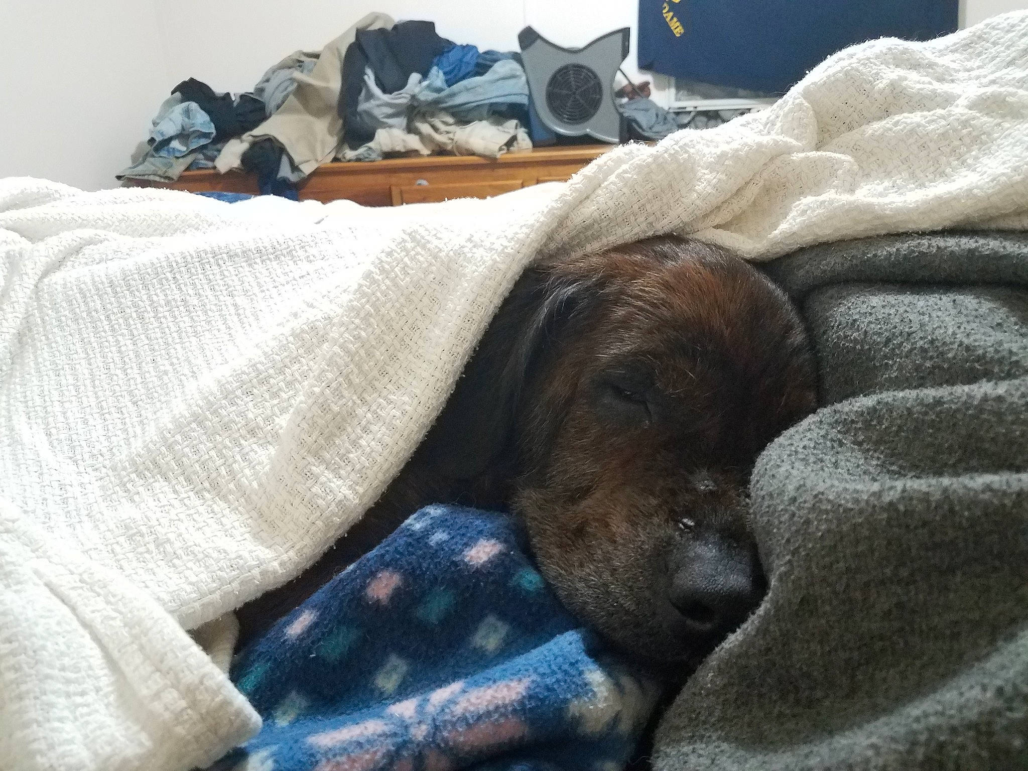 Ryker is registered to the contest to win money with this photo: bed, bed_sheet, bedding, bedroom, blanket, canidae, carnivore, cat, comfort, companion_dog, dachshund, dog, furniture, linens, nap, puppy, room, sleep, sporting_group, textile