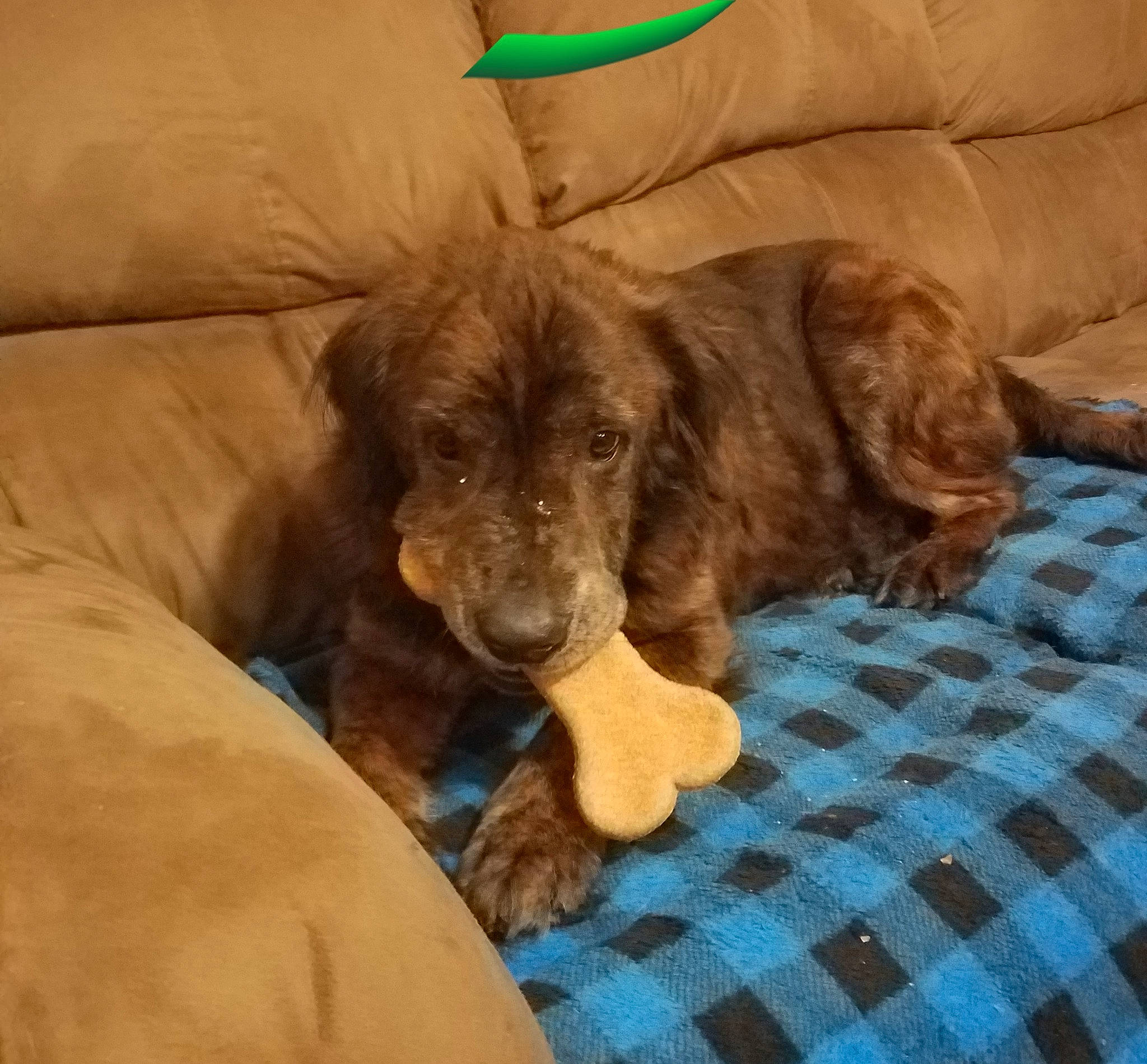 Ryker is registered to the contest to win money with this photo: boykin_spaniel, canidae, carnivore, cockapoo, companion_dog, dog, dog_breed, field_spaniel, liver, mammal, puppy, rare_breed_dog, spaniel, sporting_group, sussex_spaniel, vertebrate