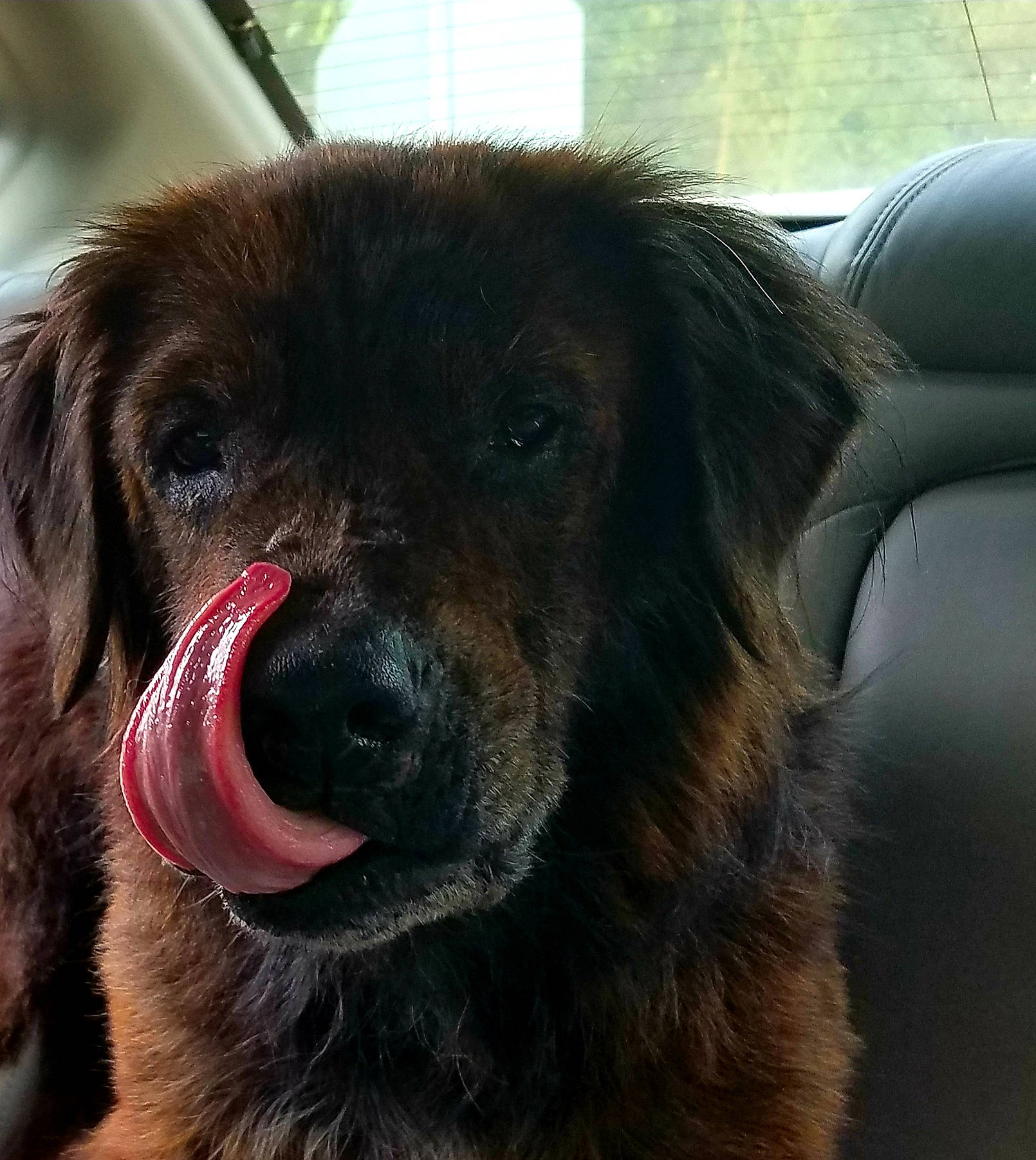 Ryker joined the competition — help win amazing prizes! canidae, carnivore, companion_dog, dog, dog_breed, ear, eye, flat_coated_retriever, fur, hovawart, labrador_retriever, mammal, mouth, newfoundland, nose, retriever, snout, sporting_group, vertebrate, whiskers