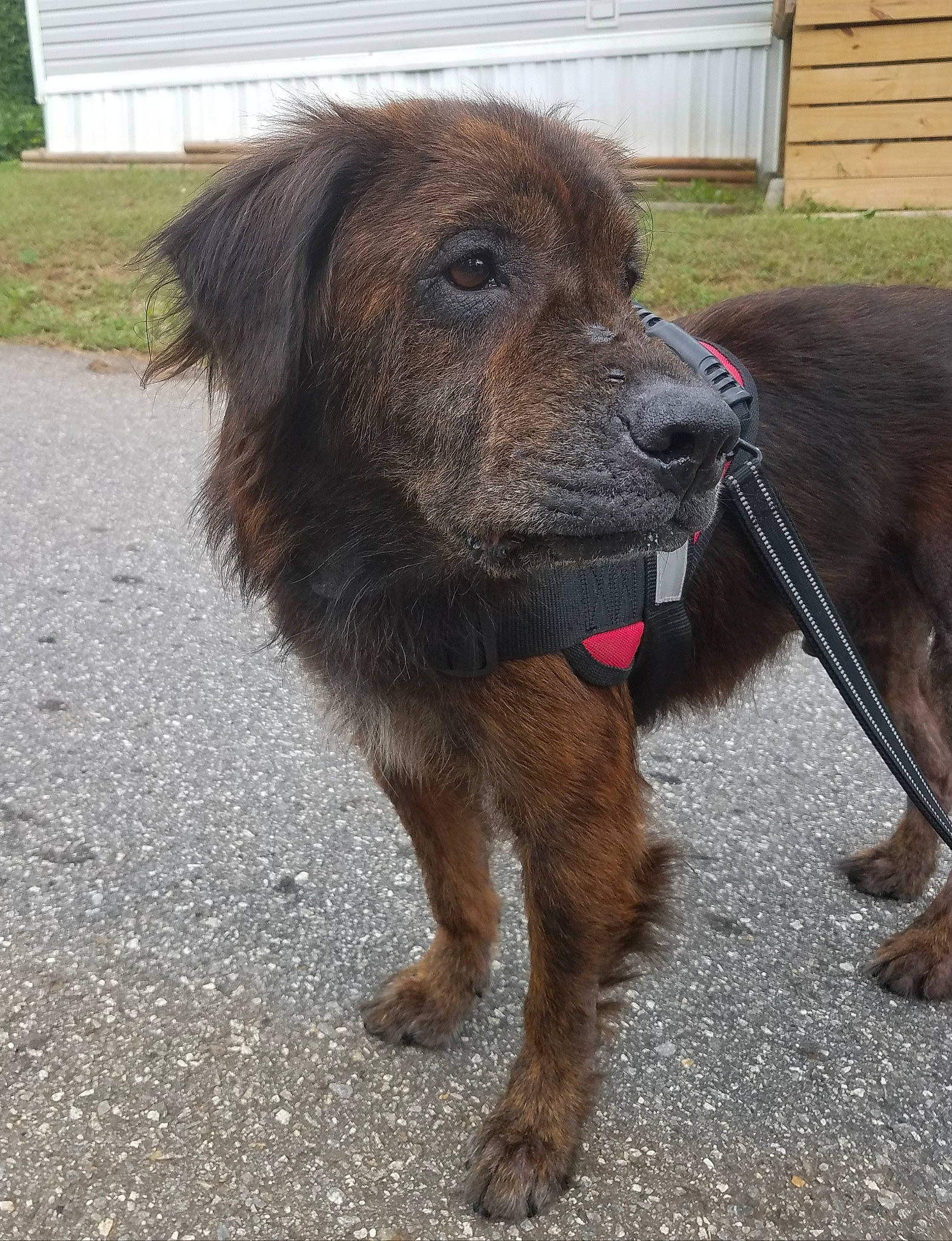 Ryker joined the competition — help win amazing prizes! canidae, carnivore, companion_dog, dog, dog_breed, liver, mammal, pudelpointer, snout, sporting_group, vertebrate