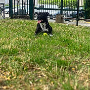 Orca a rejoint le concours — aidez-le/la à gagner de superbes lots ! dog, black_dog, grass, tennis_ball, park, gate, outdoor, tongue_out, pet, canine, playing, happy, daylight, urban, fence, greenery, animal, leisure, front_view, collar