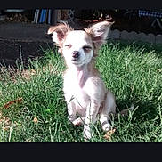 Cinnamon joined the competition — help win amazing prizes! animal, backyard, canine, daytime, dog, ears, fur, garden, grass, greenery, nature, outdoor, peaceful, pet, relaxed, shadows, sitting, small_dog, sunlight, sunny