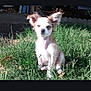 animal, backyard, canine, daytime, dog, ears, fur, garden, grass, greenery, nature, outdoor, peaceful, pet, relaxed, shadows, sitting, small_dog, sunlight, sunny