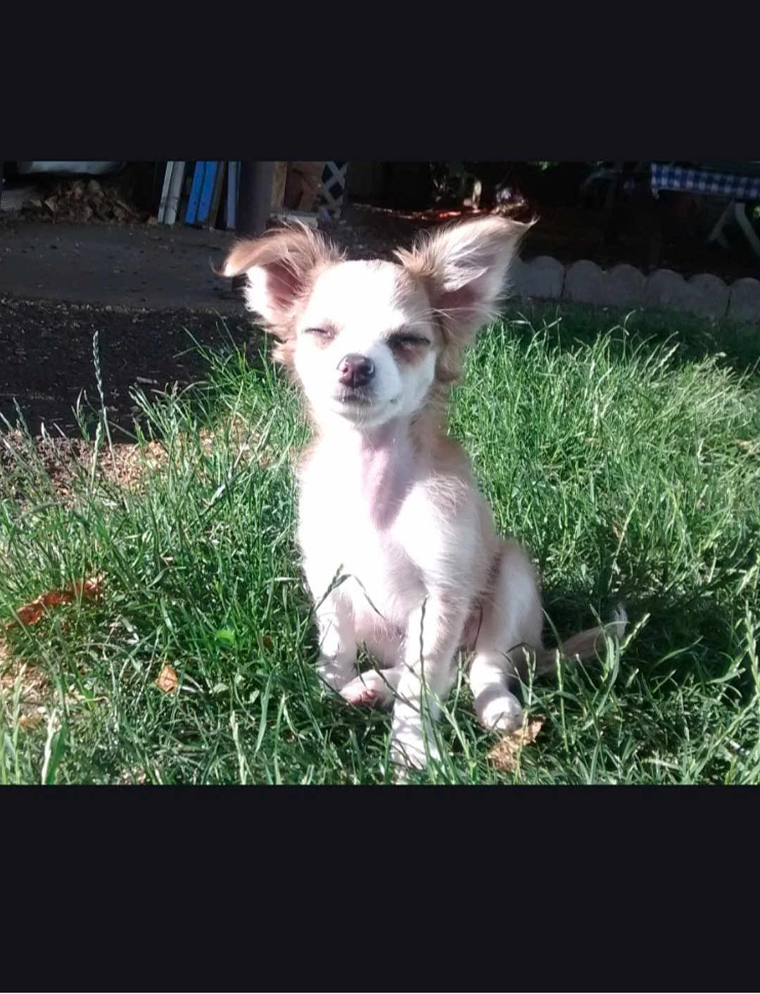 Cinnamon