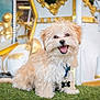 animal, background, carousel, collar, cute, dog, fluffy, fur, gold, grass, happy, horse, outdoor, pet, playful, portrait, puppy, smiling, tag, white