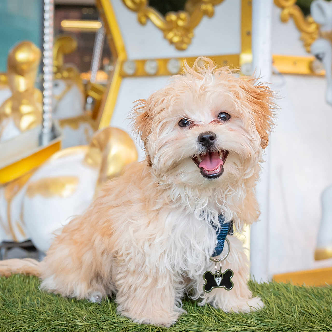 Cosmo is registered to the contest to win money with this photo: animal, background, carousel, collar, cute, dog, fluffy, fur, gold, grass, happy, horse, outdoor, pet, playful, portrait, puppy, smiling, tag, white