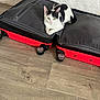 Pepite a rejoint le concours — aidez-le/la à gagner de superbes lots ! black_and_white, cat, compact, curious, domestic_animal, feline, floor, indoor, looking_at_camera, open_suitcase, pet, quiet, relaxed, resting, suitcase, travel_bag, wall, wheel, wooden_floor, zipper