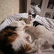 Pepite a rejoint le concours — aidez-le/la à gagner de superbes lots ! animal, bed, black_and_white_cat, calico_cat, cat, cats, companions, cozy, cute, domestic_animal, feline, fur, indoor, pet, relaxing, resting, sleeping, snuggling, soft_lighting, white_blanket