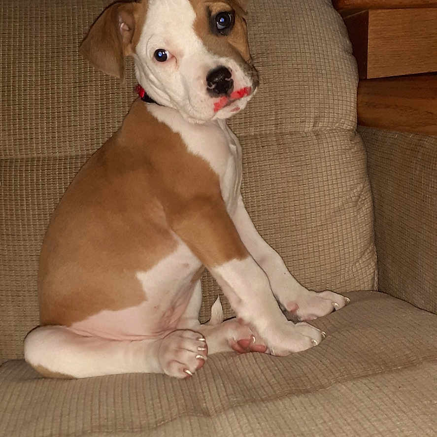 Milo