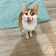 Yoshi participe au concours pour gagner de l'argent avec cette photo : cat, orange, white, pet, animal, floor, wooden_floor, blanket, blue_blanket, indoor, cute, licking, tongue_out, looking_up, fur, whiskers, ears, sitting, domestic_cat, playful