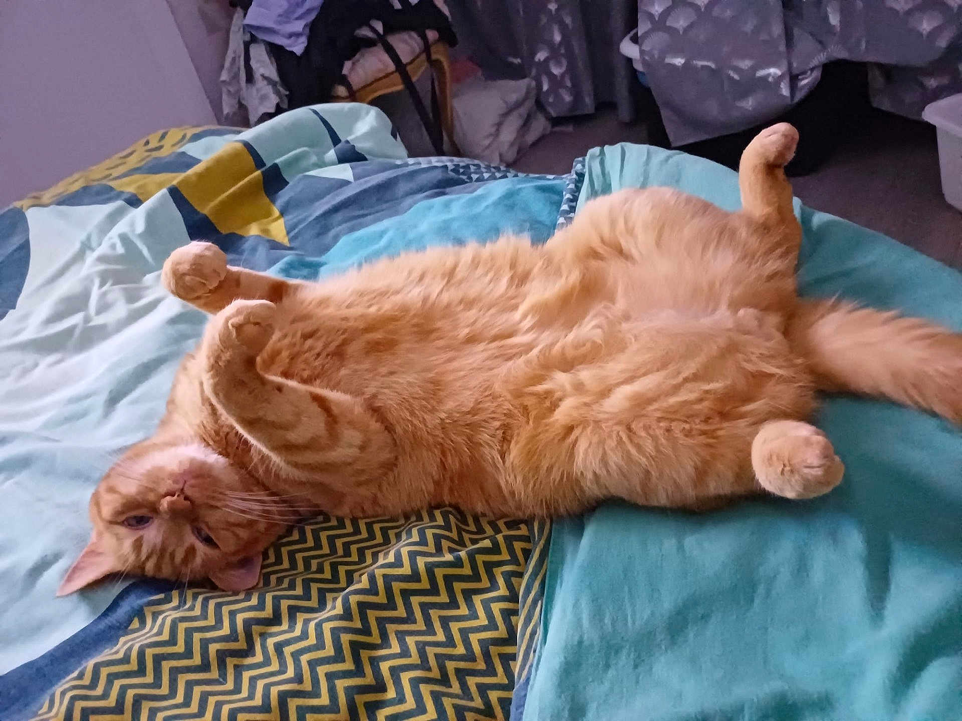 Flamby participe au concours pour gagner de l'argent avec cette photo : cat, orange_cat, pet, bed, blanket, fur, relaxed, indoor, cozy, sleeping_position, animal, cute, paws, feline, resting, home, comfort, tabby, lying_down, domestic_animal