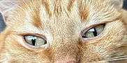 Flamby participe au concours pour gagner de l'argent avec cette photo : cat, ginger_cat, close_up, face, tongue, whiskers, pet, feline, animal, cute, funny_face, ears, nose, fur, indoor, relaxed, expression, portrait, domestic_cat, muzzle