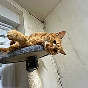Flamby a rejoint le concours — aidez-le/la à gagner de superbes lots ! animal, cat, cat_tree, claws, cozy, curious, domestic, ears, feline, fur, ginger_cat, indoor, perch, pet, relaxed, scratching_post, texture, wall, whiskers, window_blinds