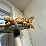 animal, cat, cat_tree, claws, cozy, curious, domestic, ears, feline, fur, ginger_cat, indoor, perch, pet, relaxed, scratching_post, texture, wall, whiskers, window_blinds