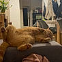 cat, orange_cat, sleeping, relaxed, ottoman, blanket, living_room, furniture, chair, coat, jacket, indoor, pet, fur, animal, home, table, plant, door, comfortable