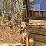 dog, bench, wood, trail_map, sign, forest, tree, leaves, outdoor, sunlight, nature, collar, pet, sitting, path, park, animal, daylight, canine, rural