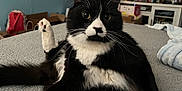 Le Pepe is registered to the contest to win money with this photo: cat, black_and_white, pet, indoor, bed, blanket, curious, feline, whiskers, wide_eyes, paw, texture, collectibles, decorations, room, cozy, playful, fur, sitting, domestic_animal