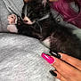kitten, cat, sleeping, hand, nails, black_and_white, hoodie, gray_clothing, purple_hair, close_up, pet, resting, cozy, indoor, person, fingernails, pink_nails, black_nails, cute, animal