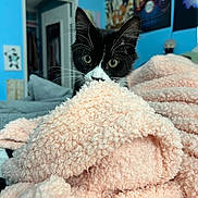 Le Pepe joined the competition — help win amazing prizes! kitten, cat, black_and_white, blanket, pink, cozy, indoor, blue_wall, posters, curious, whiskers, fur, cute, pet, animal, soft, texture, peek, playful, room