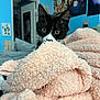 kitten, cat, black_and_white, blanket, pink, cozy, indoor, blue_wall, posters, curious, whiskers, fur, cute, pet, animal, soft, texture, peek, playful, room