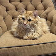 Nugget joined the competition — help win amazing prizes! animal, armchair, cat, chair, cozy, cushion, ears, eyes, feline, fluffy, furniture, ginger_cat, indoors, long_hair, pet, portrait, sitting, tufted, upholstery, whiskers