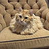 animal, armchair, cat, chair, cozy, cushion, ears, eyes, feline, fluffy, furniture, ginger_cat, indoors, long_hair, pet, portrait, sitting, tufted, upholstery, whiskers