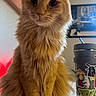 animal, cat, close_up, cup, drink, ears, eyes, feline, fluffy, fur, ginger_cat, home, indoors, longhaired, orange_tabby, pet, portrait, sitting, stickers, whiskers