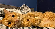 Nugget is registered to the contest to win money with this photo: animal, bed, bedroom, blanket, cat, close_up, cozy, eyes, face, feline, fluffy, indoor, long_hair, lying_down, orange_cat, paws, pet, portrait, relaxed, whiskers