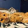 animal, bed, bedroom, blanket, cat, close_up, cozy, eyes, face, feline, fluffy, indoor, long_hair, lying_down, orange_cat, paws, pet, portrait, relaxed, whiskers