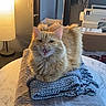 animal, blanket, cat, cozy, ears, fluffy_cat, fur, indoors, knitted_blanket, lamp, living_room, long_hair, meowing, open_mouth, orange_cat, pet, sewing_machine, sitting, table, whiskers