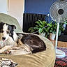 Paco a rejoint le concours — aidez-le/la à gagner de superbes lots ! dog, couch, living_room, fan, plant, rug, television, wooden_floor, blanket, coffee_table, relaxed, indoor, home, furniture, black_and_white, pet, cozy, resting, tongue_out, modern