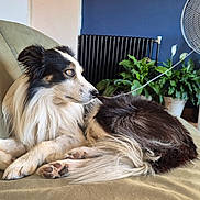 Paco a rejoint le concours — aidez-le/la à gagner de superbes lots ! dog, couch, living_room, plant, fan, television, rug, wood_floor, furniture, pet, indoor, relaxed, black_and_white, long_hair, canine, side_view, domestic_animal, home, comfort, resting