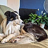 dog, couch, living_room, plant, fan, television, rug, wood_floor, furniture, pet, indoor, relaxed, black_and_white, long_hair, canine, side_view, domestic_animal, home, comfort, resting