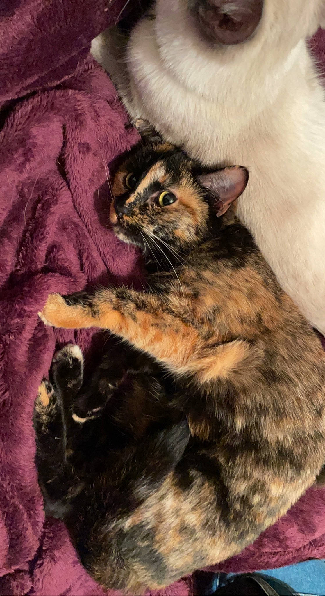 Calypso joined the competition — help win amazing prizes! carnivore, cat, claw, comfort, domestic_short_haired_cat, ear, fawn, felidae, fur, paw, sitting, small_to_medium_sized_cats, tail, terrestrial_animal, whiskers