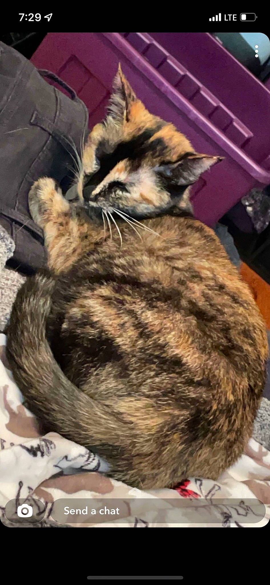 Calypso joined the competition — help win amazing prizes! box, carnivore, cat, claw, comfort, domestic_short_haired_cat, felidae, fur, nap, paw, sleep, small_to_medium_sized_cats, snout, tail, terrestrial_animal, whiskers