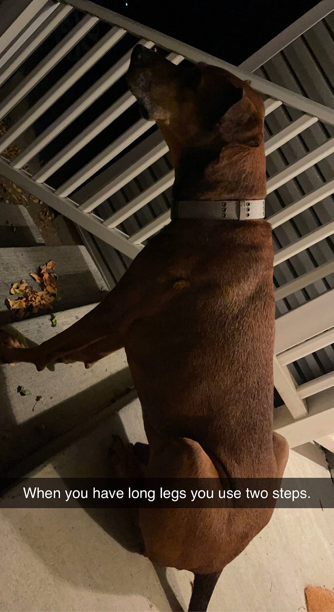 Buddy is registered to the contest to win money with this photo: art, bronze_sculpture, building, carnivore, companion_dog, daylighting, dog, fawn, human_leg, metal, monument, room, sculpture, shadow, statue, symmetry, tail, tints_and_shades, visual_arts, wood