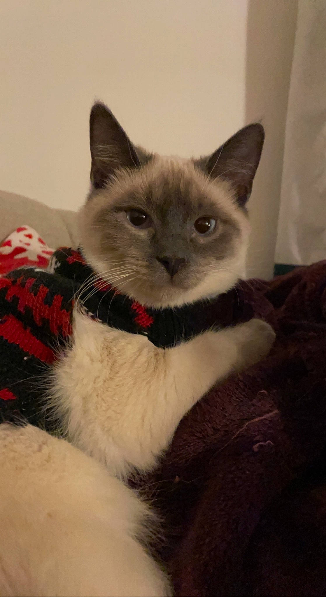 Venus joined the competition — help win amazing prizes! balinese, birman, box, carnivore, cat, cat_bed, cat_furniture, cat_supply, comfort, domestic_short_haired_cat, eye, fawn, felidae, fur, iris, small_to_medium_sized_cats, snout, tail, thai, whiskers