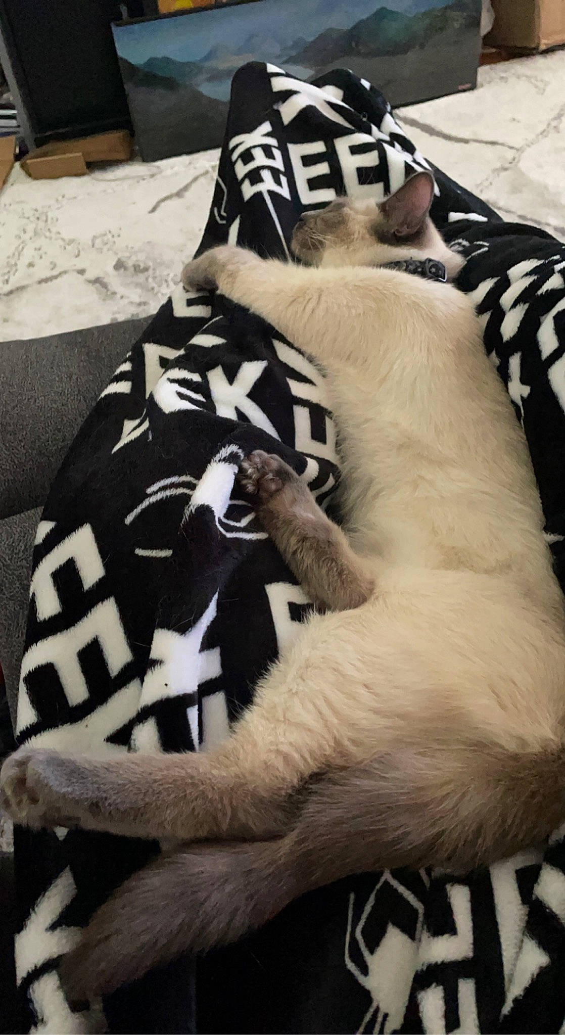 Venus joined the competition — help win amazing prizes! canidae, carnivore, cat, comfort, companion_dog, dog_breed, fang, fawn, felidae, fur, grey, linens, pattern, paw, pet_supply, sleeve, small_to_medium_sized_cats, tail, terrestrial_animal, whiskers