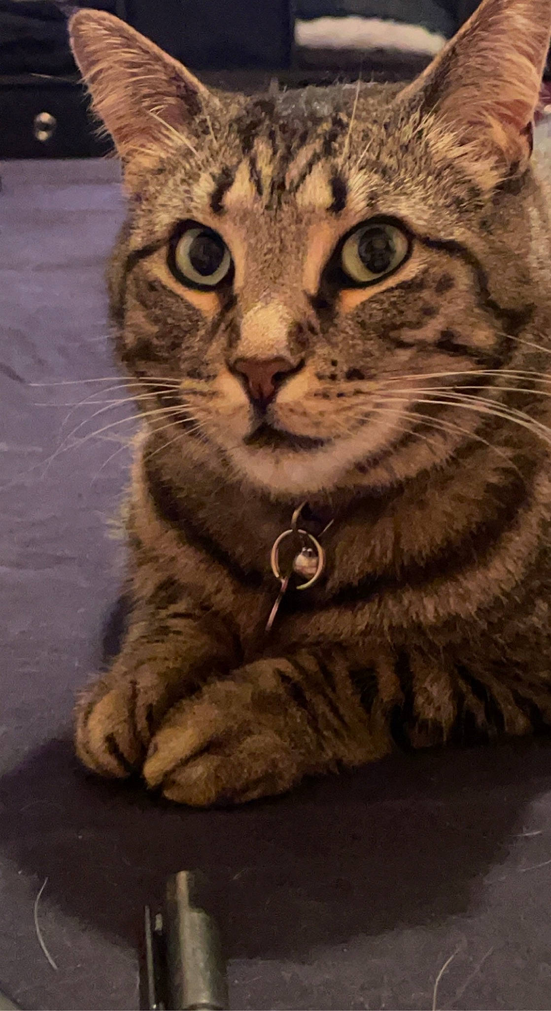 Jupitar joined the competition — help win amazing prizes! carnivore, cat, domestic_short_haired_cat, door, felidae, fur, paw, small_to_medium_sized_cats, snout, terrestrial_animal, whiskers, wildlife, window