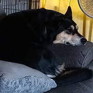Raina is registered to the contest to win money with this photo: dog, resting, couch, gray, indoor, pet, relaxed, canine, furniture, pillow, home, crate, fan, yellow_curtain, black_dog, tan_markings, sleepy, domestic, animal, comfortable