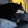 animal, black_dog, canine, comfortable, couch, crate, dog, domestic, fan, furniture, gray, home, indoor, pet, pillow, relaxed, resting, sleepy, tan_markings, yellow_curtain