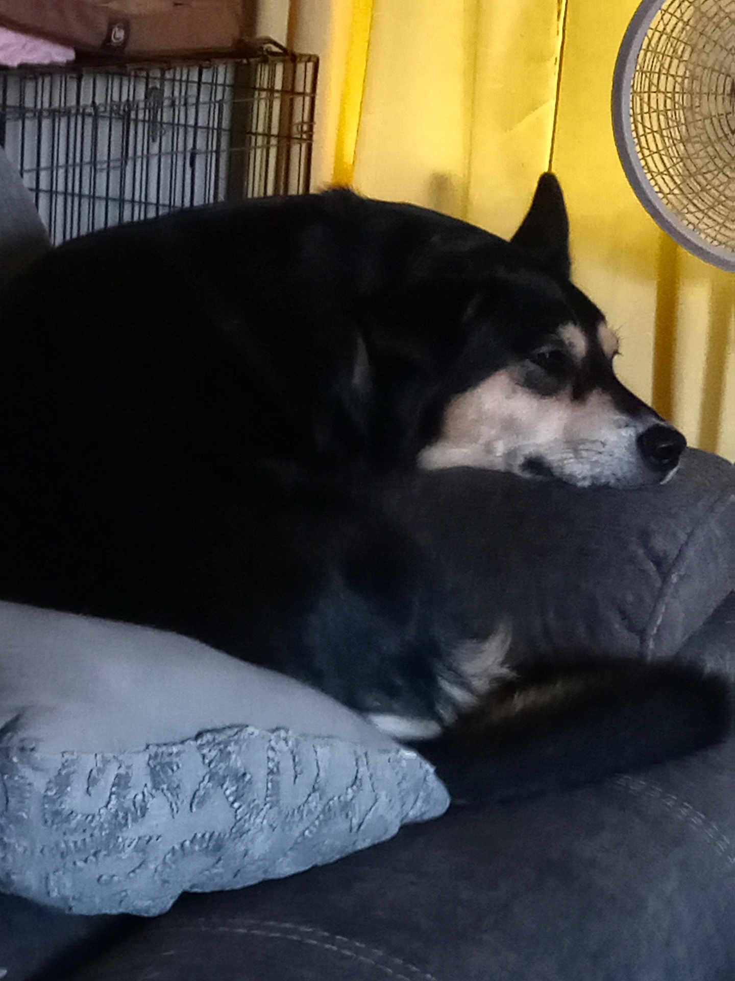 Raina is registered to the contest to win money with this photo: dog, resting, couch, gray, indoor, pet, relaxed, canine, furniture, pillow, home, crate, fan, yellow_curtain, black_dog, tan_markings, sleepy, domestic, animal, comfortable