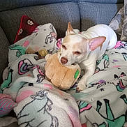 Daisy is registered to the contest to win money with this photo: dog, white_dog, plush_toy, blanket, unicorn_pattern, couch, pillow, pet, indoor, cozy, relaxing, chewing, animal, cute, small_dog, home, comfort, resting, fur, ears